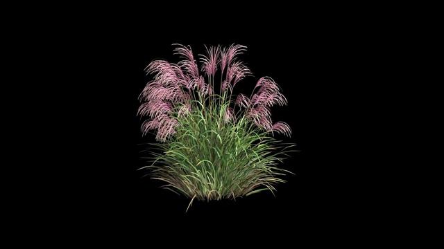 Miscanthus sinensis flamingo