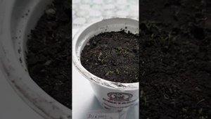 Лихнис альпийский, посев, грунт, всходы, уход.