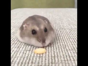 Утилизатор !