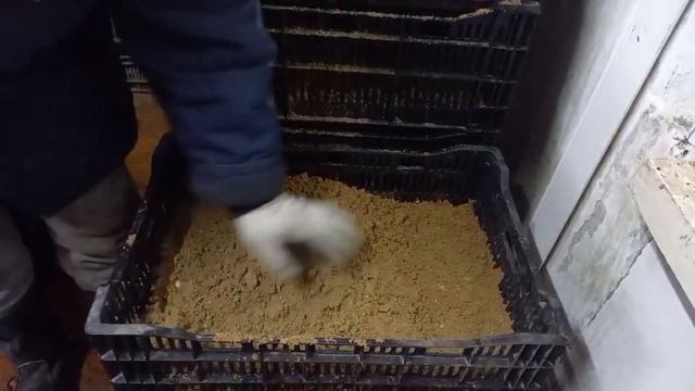 Посадка луковиц тюльпанов в ящики для выгонки на 8 марта смотреть онлайн