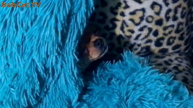 Собака боится разбудить рысь смотреть онлайн