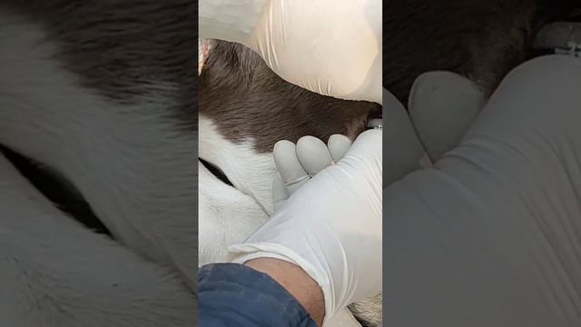 পানিশূন্যতার লক্ষন। смотреть онлайн