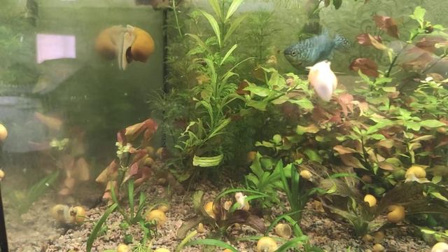 Отметали сомики золотистые но не вовремя отсадил( смотреть онлайн