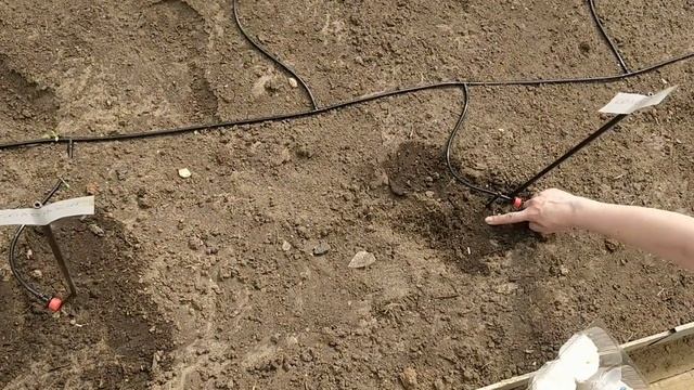 Посадка Рассады Огурцов В Теплицу Когда И Как Сажать