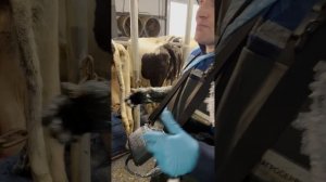 Определение кисты у коров с помощью УЗИ-сканера