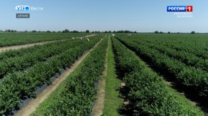 В КБР появились новые сады и ягодники