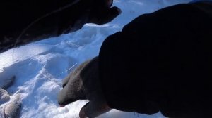 ОДНА ЛУНКА, ОДНА УДОЧКА, ЦЕЛЫЙ КОСЯК РЫБЫ. РЫБАЛКА - МЕЧТА РЫБАКА # 3. ЗИМНЯЯ РЫБАЛКА 2021.