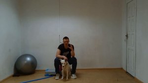 Дрессировка собак Страх у собаки Собака боится улицы Как убрать страх у собаки Собака боится звуков