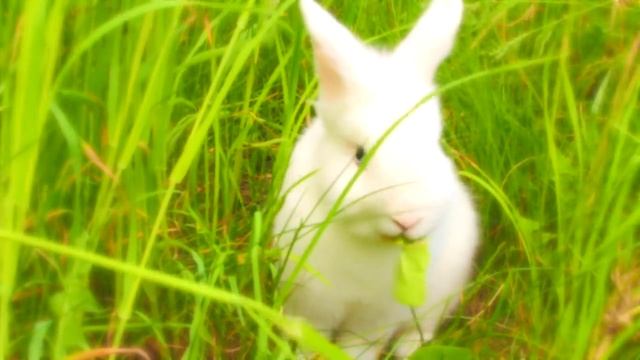 Стоит ли заводить кролика? Мое мнение - плюсы и минусы смотреть онлайн