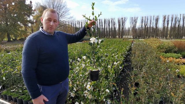 Camelia's | TOP 2 | Limited Numbers | Freight Deal | смотреть онлайн