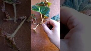 Почему плохо укореняются черенки бегонии?