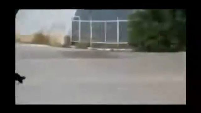 Видео Подборка Приколов с Животными 6 Кошки,Собаки Смешные Животные Смотреть смешные видео смотреть онлайн