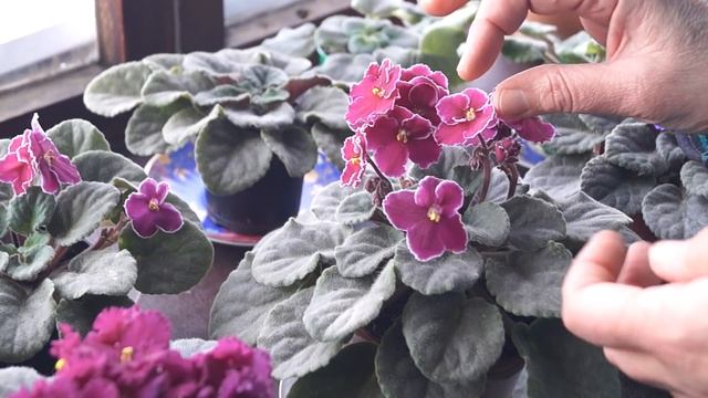Какие цветы можно выращивать дома. Мои цветы и комнатные растения. ‼️ИТОГИ КОНКУРСА