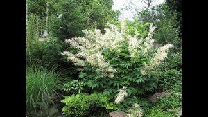 Волжанка, или арункус (Aruncus)