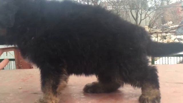 Long-haired German shepherd, 1 month 14 days. Немецкая овчарка длинношерстная,1 месяц  14 дней