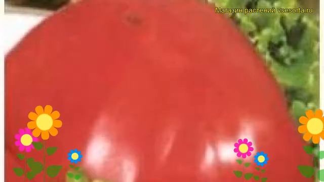 Томат обыкновенный Канары. Краткий обзор, описание характеристик, где купить семена смотреть онлайн