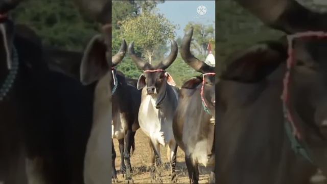 Desi kankrej cow#best bleck Kankrej Cow 😱#ha mari gayo ha#ha taro pawor ⚡❤️💞