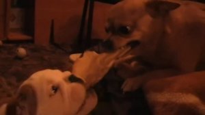 Чихуахуа и Английский бульдог