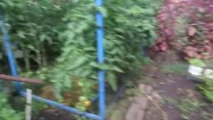 Как посадить на грядке несколько сортов тыкв чтоб они не переопылились. Важная информация!