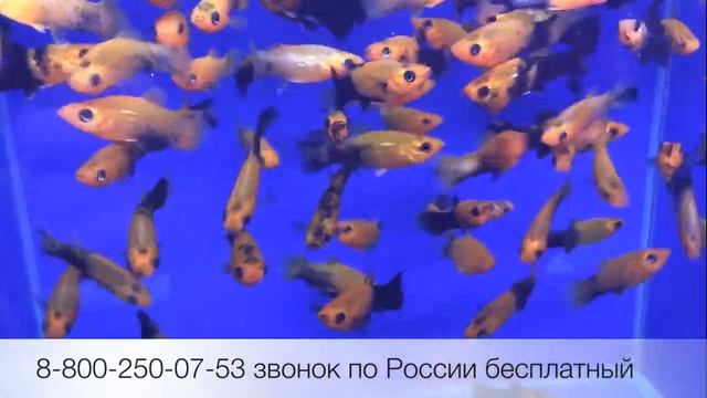 Моллинезия Золотая Пыль Golden Daust Platy (Xiphophorus Maculatus) продажа оптом. смотреть онлайн