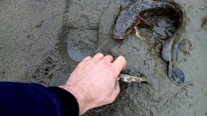 Закидушки на ночь, проверка.