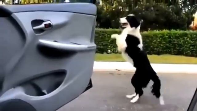 Epic Nail Or Fail? - Real DOG Dances KeKe Challenge - In My Feelings смотреть онлайн