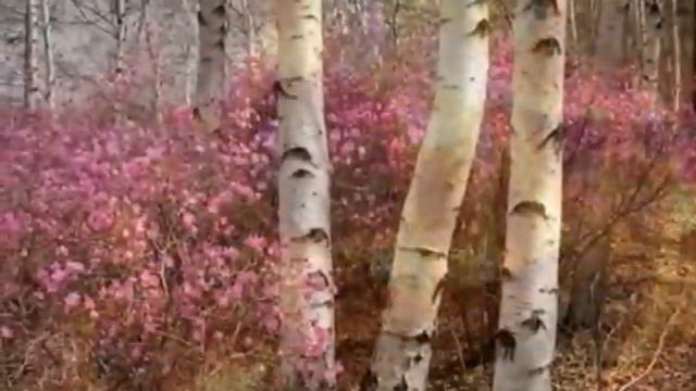 Багульник Самоцветы смотреть онлайн