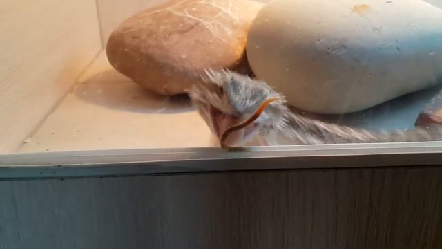 Ящерица Федя и дождевой червь. ЭКСПИРИМЕНТ!!! смотреть онлайн