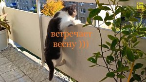 Кошечка Капелька встречает весну