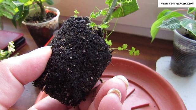 Укоренённый черенок ЛАВРА. смотреть онлайн