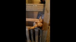 Как сделать ЗИМНИЙ МИНИ КУРЯТНИК!!!