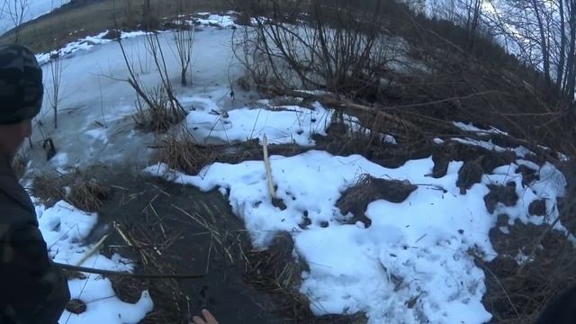 Охота на бобра капканами. Волки подрезают бобров.#охотанабобракапканами#капканы#охотанабобра#