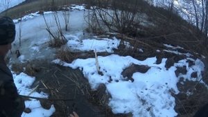 Охота на бобра капканами. Волки подрезают бобров.#охотанабобракапканами#капканы#охотанабобра#