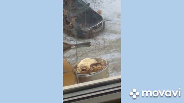 синицы на кормушке (4).Сегодня 2 февраля 2023. Екатеринбург, погода -5 . солнце ☀️ смотреть онлайн