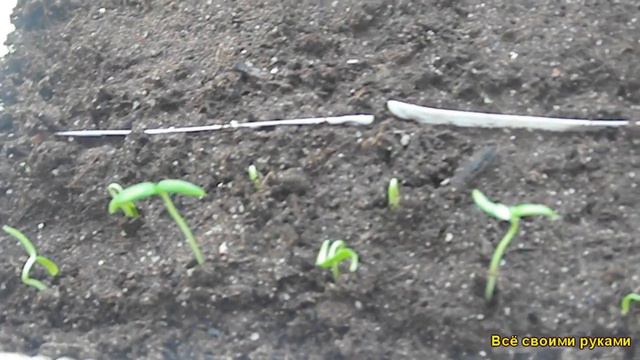 Уникальный Способ Посева Перца! смотреть онлайн