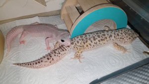 Спаривание эублефаров.