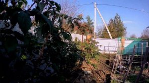 Посадка чеснока в грядку с клубникой/Чеснок от болезней растений и от вредителей