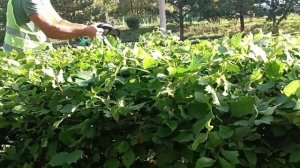 Обрезка придорожного куста у дома триммером MUSTOOL