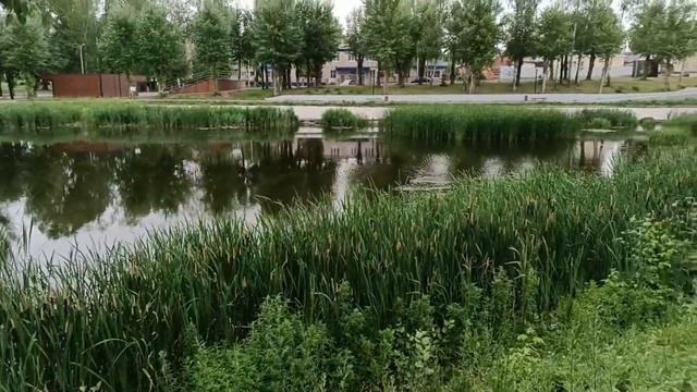 Жигулёвск. Озеро в парке Победы в июне. Жигулёвск. Лето 23. смотреть онлайн