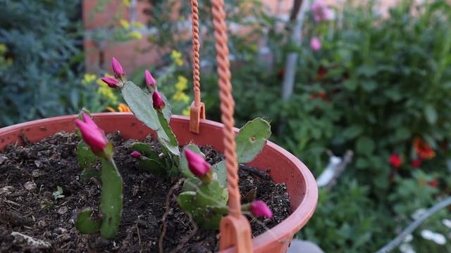 Cómo cuidar del cactus Hatiora - Cactus de Pascua - Cactus Navidad - Cactus Santa teresita смотреть онлайн