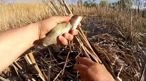 Ловля карася весной на мормышку
