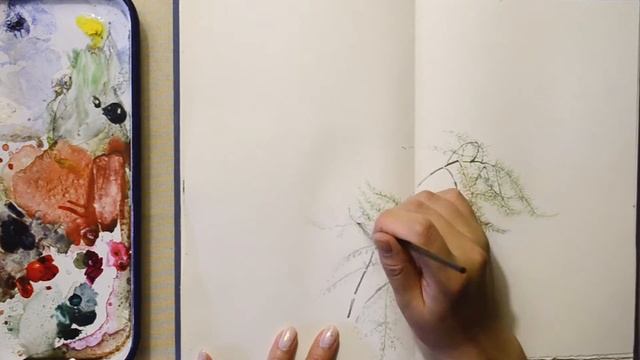 Asparagus Setaceus (Asparagus Lace Fern) Plant Study смотреть онлайн