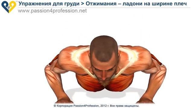КАК ПРАВИЛЬНО ОТЖИМАТЬСЯ отжимания от пола