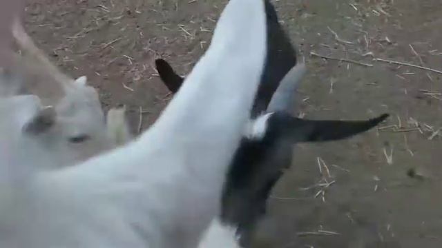 насморк у козы.. что делать? смотреть онлайн