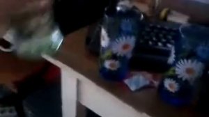 CINZANO (чинзано) мини обзор))))))