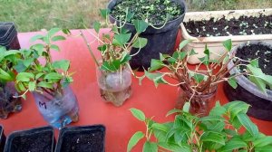 Саженцы актинидии простым способом выращиваем