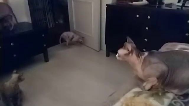 Игры с кошками в бумажку 😉 Сфинкс Котосемья