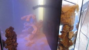 Всё о запуске морского аквариума за 10 минут