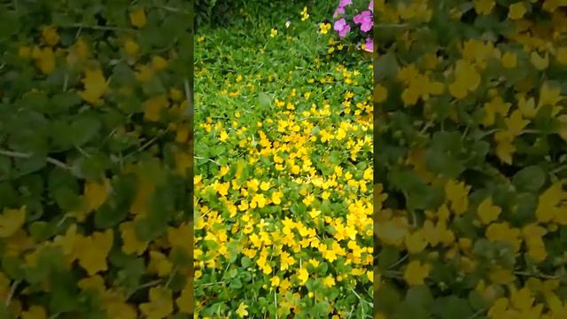 Петуния в моем саду июль 2019