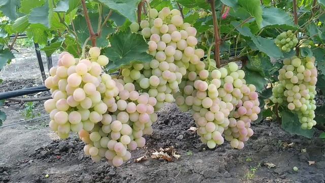 ? ЗАКАЛИВАНИЕ ВИНОГРАДА ПЕРЕД УКРЫТИЕМ НА ЗИМУ. Нужна ли закалка винограда. смотреть онлайн